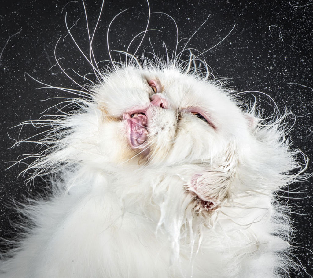 Shake Cats: divertido vdeo de alta velocidade de gatos sacudindo o esqueleto