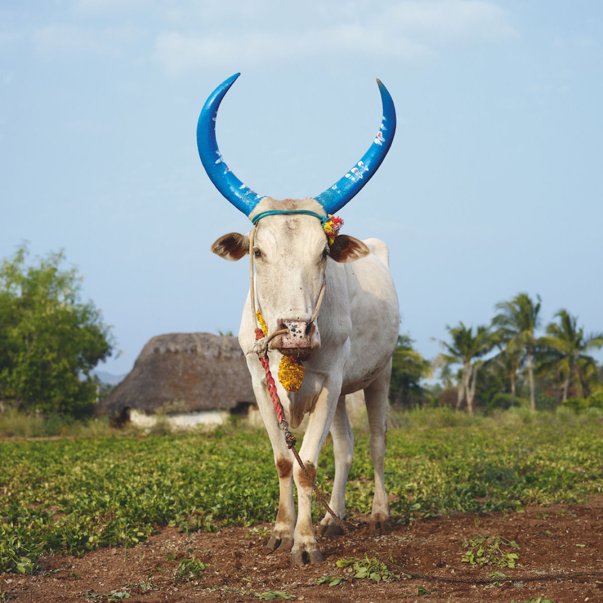 Fotografias fantsticas de vacas sagradas do Mundo 04