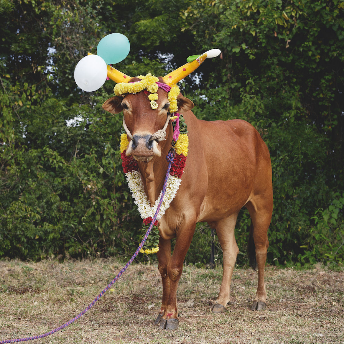 Fotografias fantsticas de vacas sagradas do Mundo 09