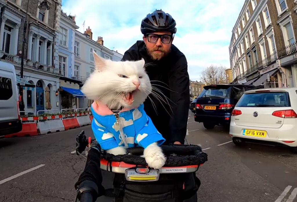 Gata branca surda gosta de andar de bicicleta por Londres