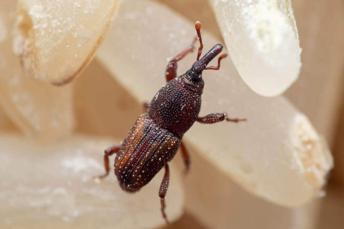 Estes carunchos podem arrasar com seu pote de arroz em poucos dias