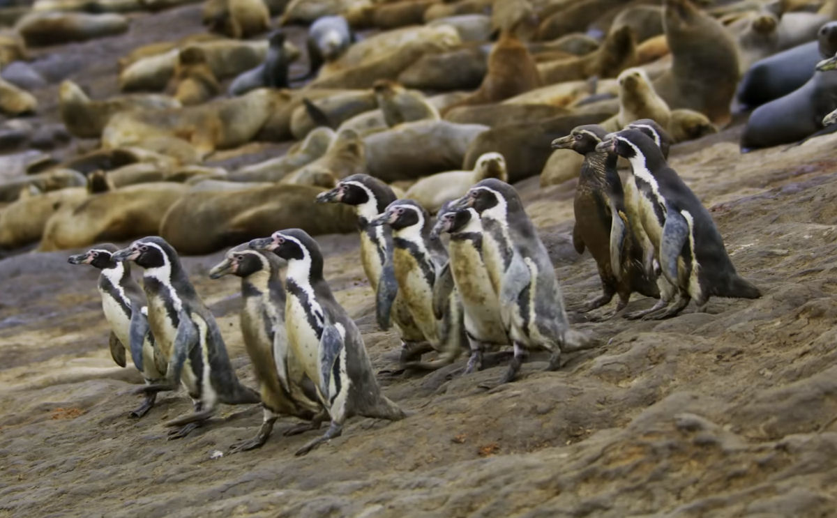 Para chager ao mar pinguins precisam cruzar uma turba de leões-marinhos