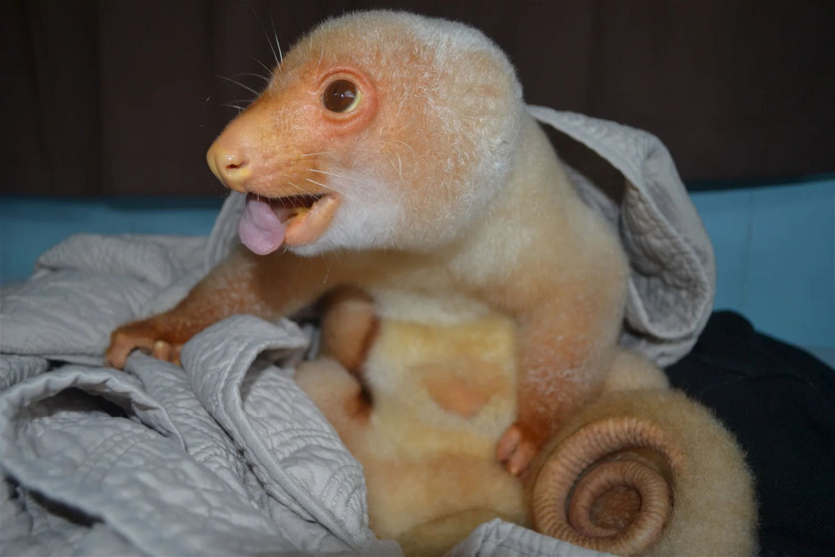 O cuscus-malhado-comum  uma bola de pelos marsupial