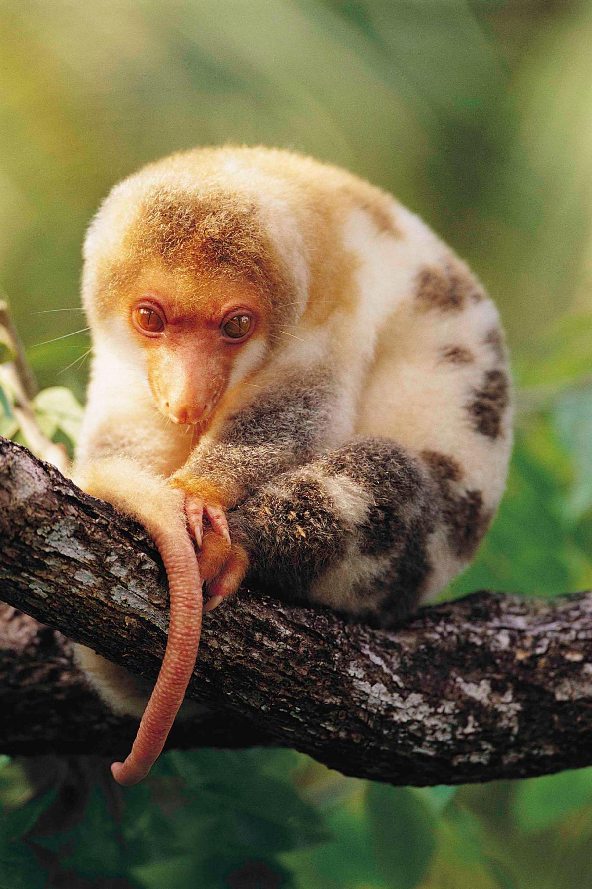 O cuscus-malhado-comum  uma bola de pelos marsupial