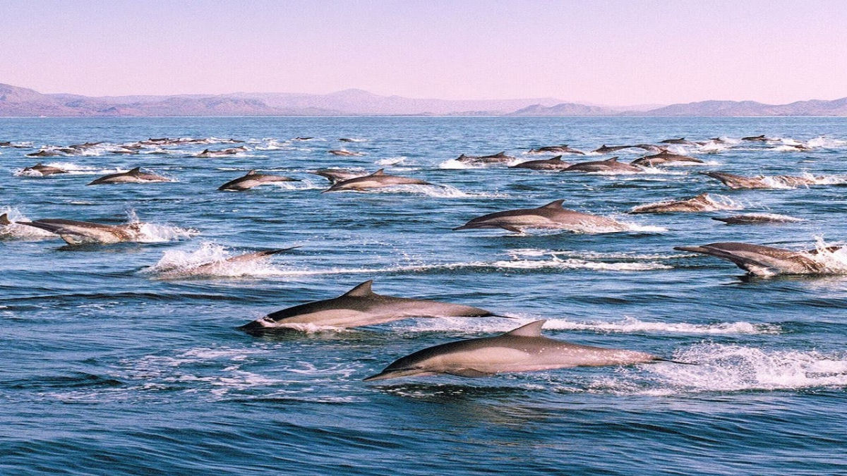 Veja um enorme grupo social de golfinhos-rotadores acrobticos em um vdeo incrvel e raro