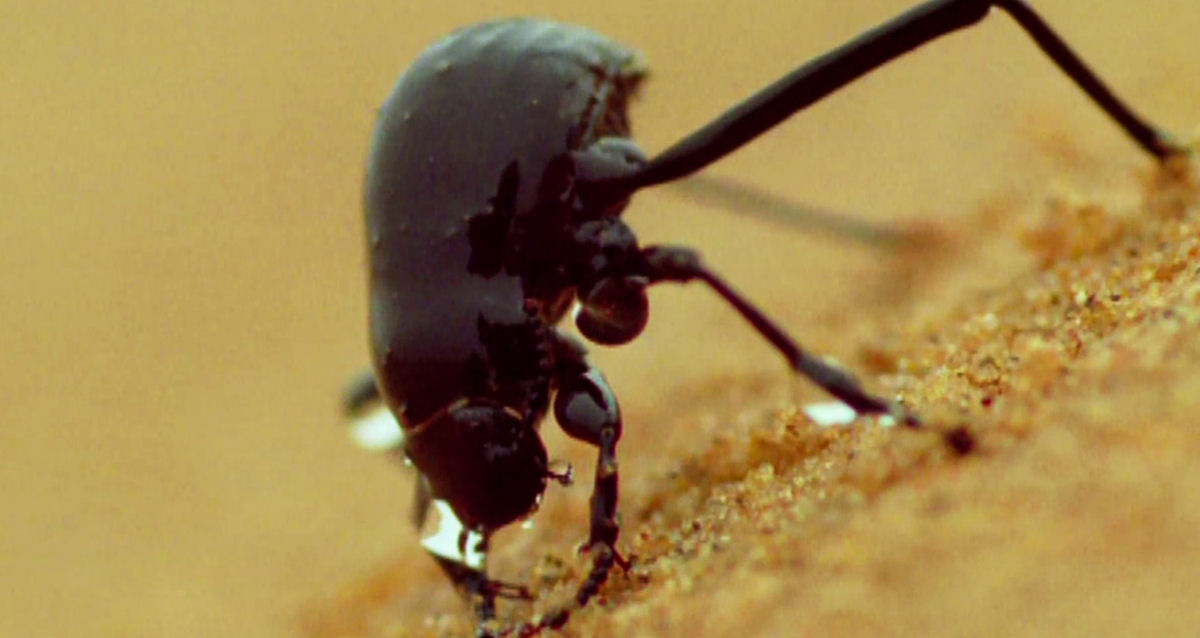 Besouros do deserto do Namibe podem nos ajudar a resolver nossos problemas de seca?