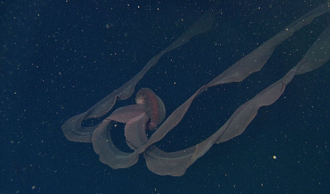 Esta enorme água-viva de uma espécie extremamente rara é o material perfeito para seus pesadelos