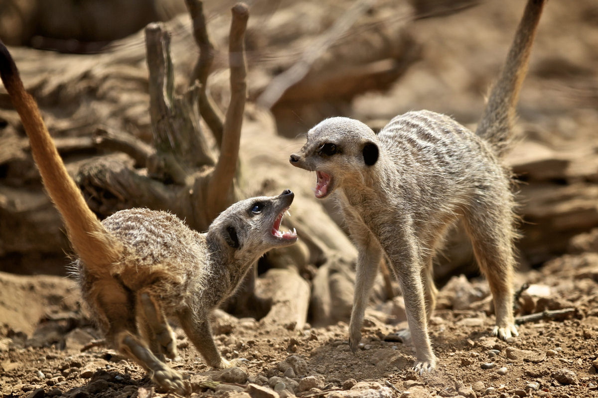 Os suricatos so os mamferos mais assassinos da Terra