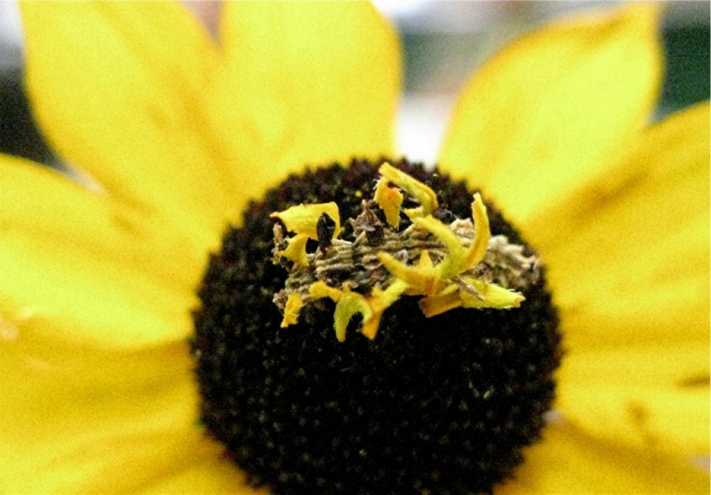 A incrível camuflagem da lagarta-flor 14