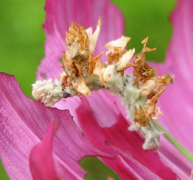 A incrível camuflagem da lagarta-flor 15