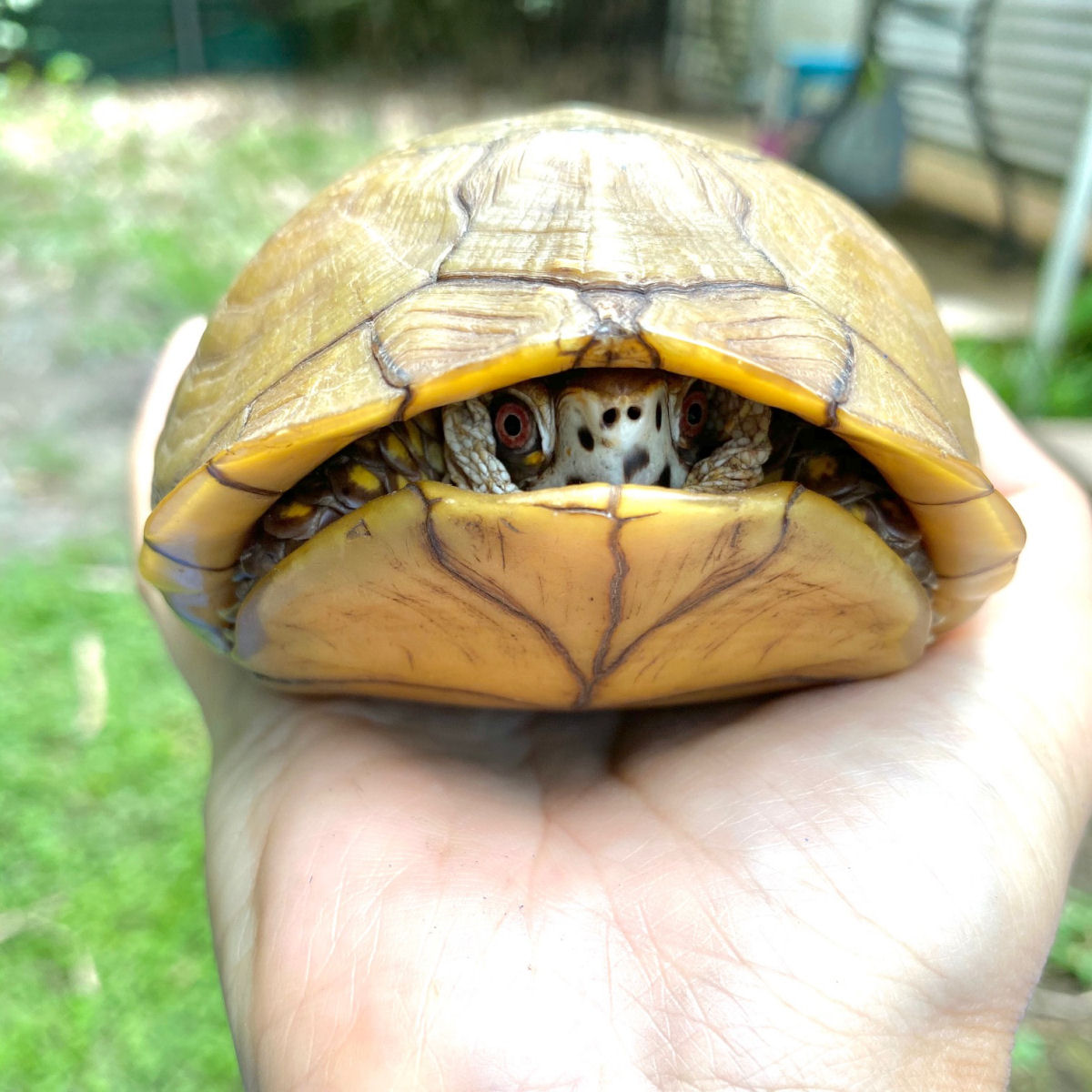 A tartaruga-caixa se recolhe para dentro da carapaa quando em perigo