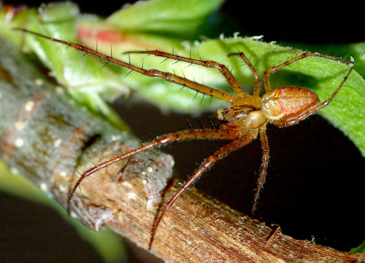 Para as aranhas-de-mandíbula-longa, o amor é um campo de batalha