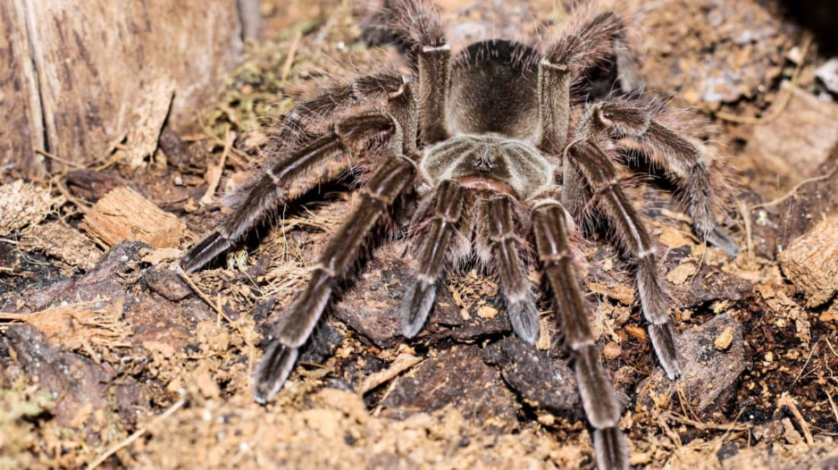 A maior aranha do mundo é tão grande quanto um cãozinho recém-nascido