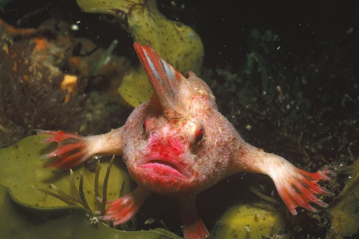 O peixe-mo-vermelho pode ser um dos peixes mais ameaados do mundo