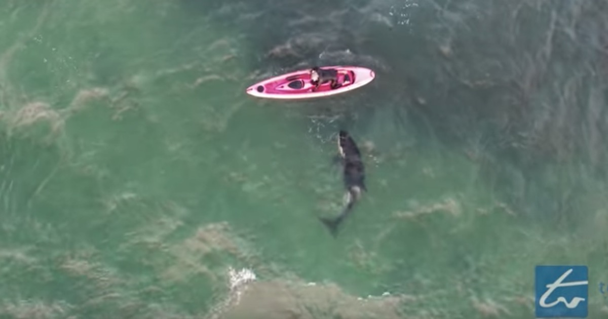 Drone registrou um maluco nadando e brincando de forma arriscada com uma orca selvagem