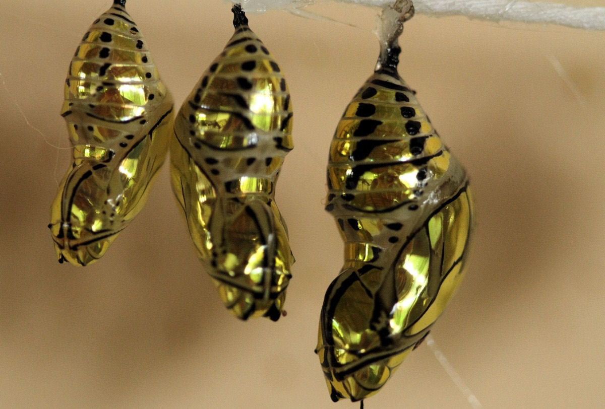 Estas crislidas de borboleta parecem jias brilhantes feitas de ouro