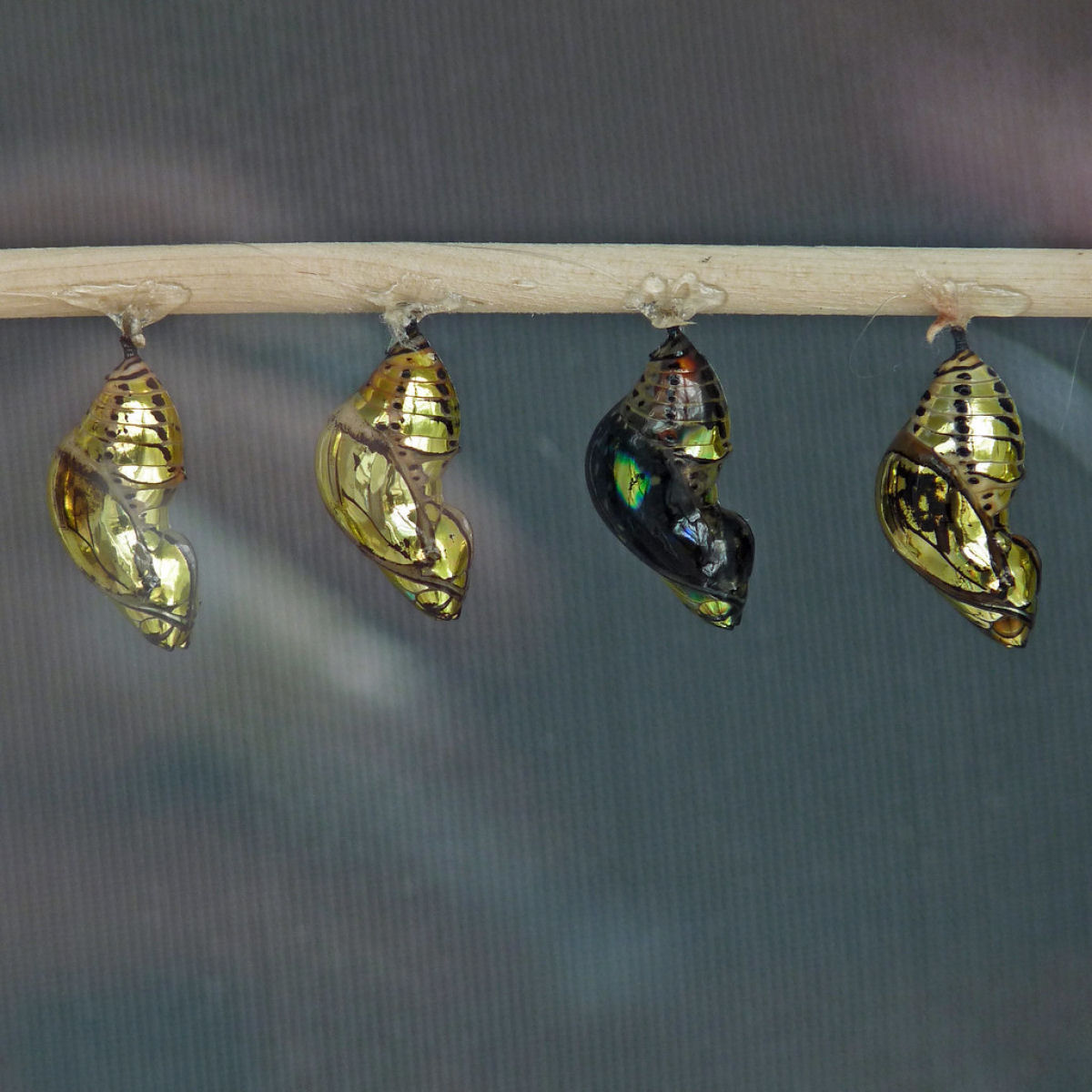 Estas crislidas de borboleta parecem jias brilhantes feitas de ouro