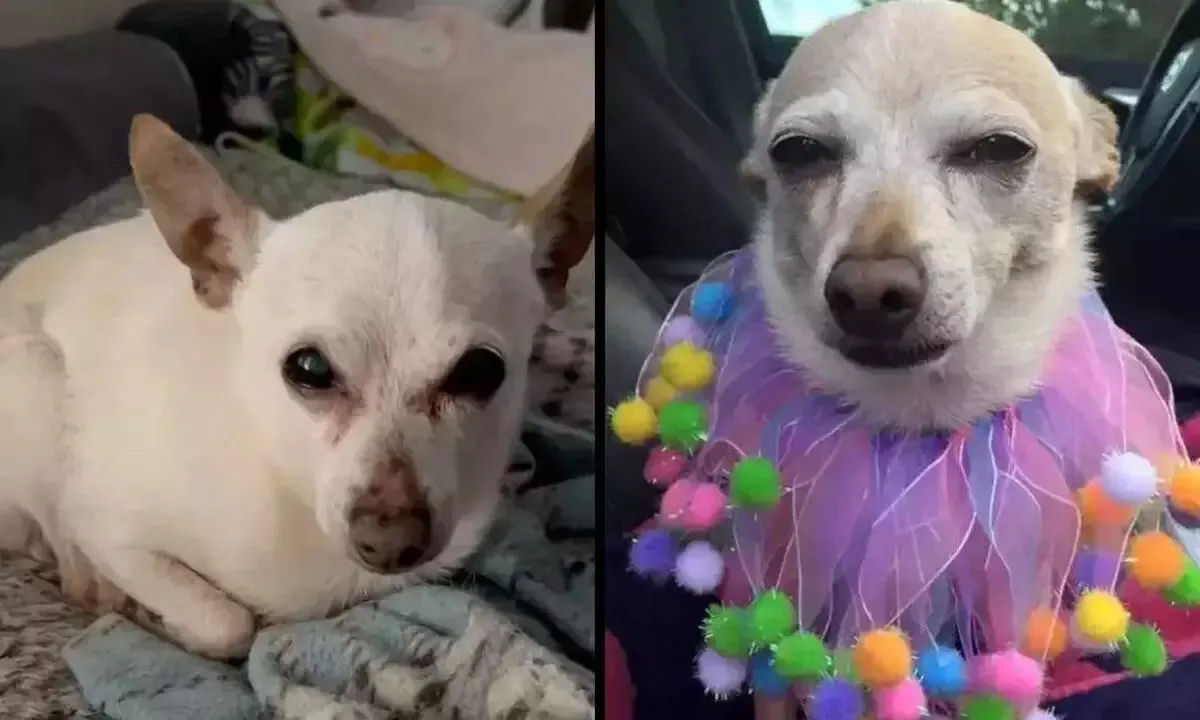 TobyKeith, um Chihuahua de 21 anos, é oficialmente o cão mais velho do mundo