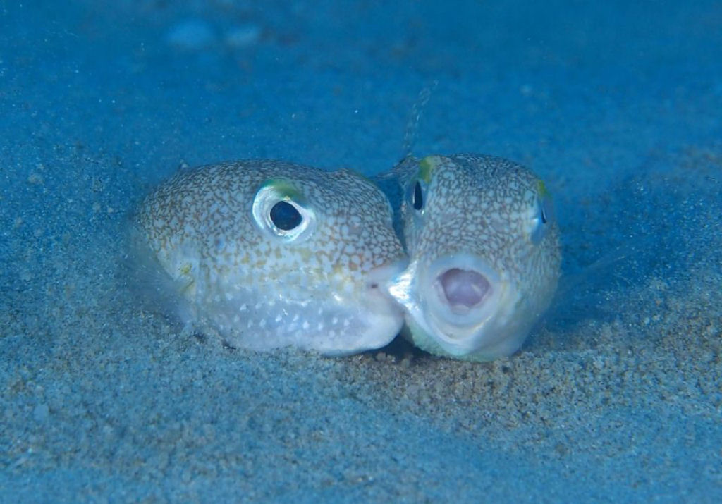 Arte subaqutica: baiacu fofinho escava ninhos intrincados nas guas do mar do Japo