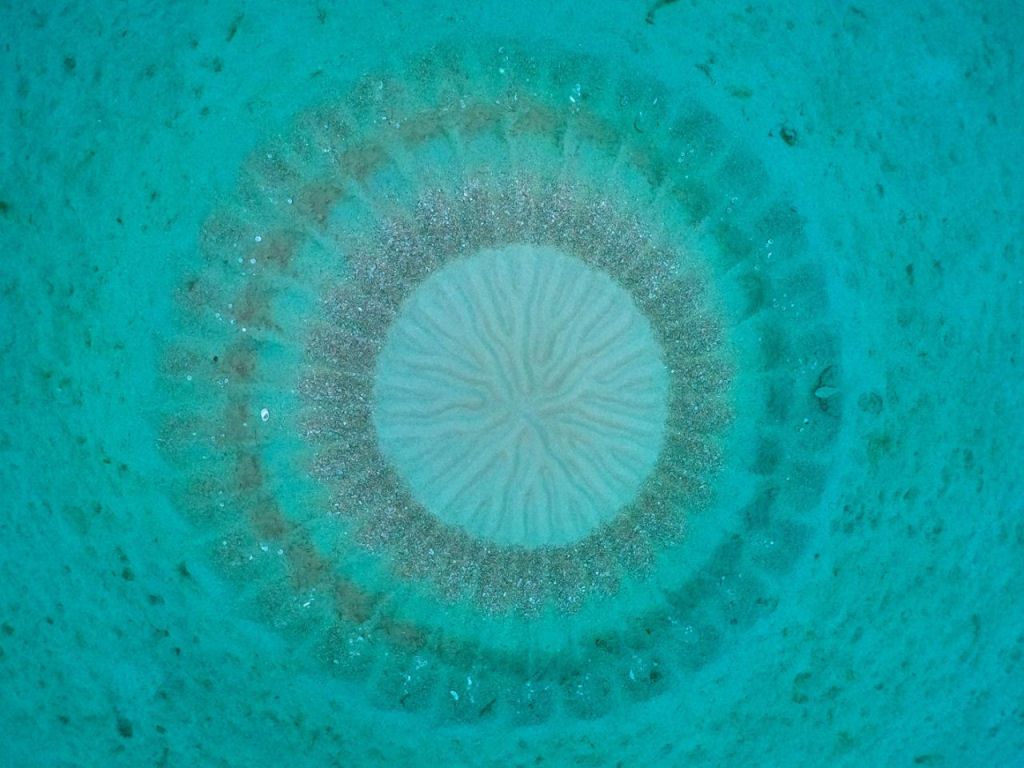 Arte subaqutica: baiacu fofinho escava ninhos intrincados nas guas do mar do Japo
