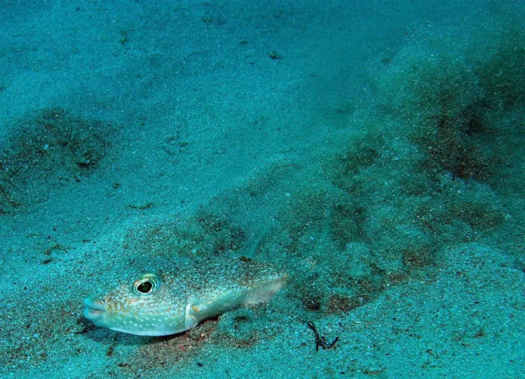 Arte subaqutica: baiacu fofinho escava ninhos intrincados nas guas do mar do Japo