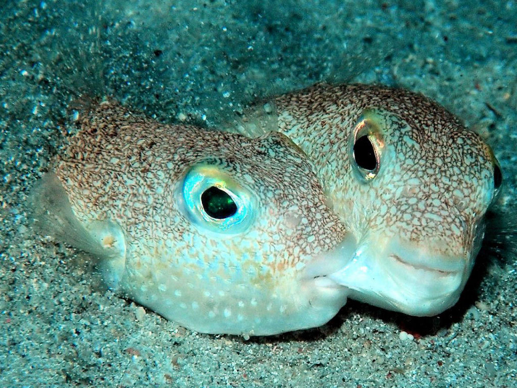 Arte subaqutica: baiacu fofinho escava ninhos intrincados nas guas do mar do Japo