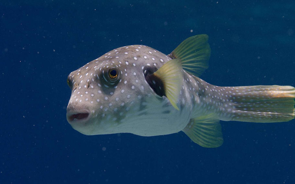 Arte subaqutica: baiacu fofinho escava ninhos intrincados nas guas do mar do Japo