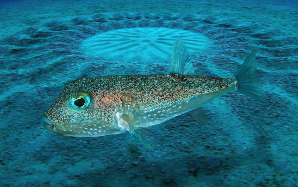 Arte subaqutica: baiacu fofinho escava ninhos intrincados nas guas do mar do Japo