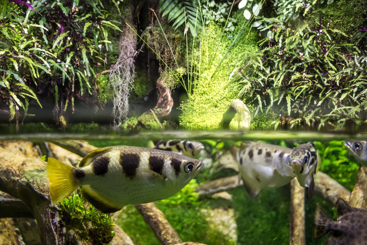 Peixe-arqueiro, o John Wick dos lagos e manguezais