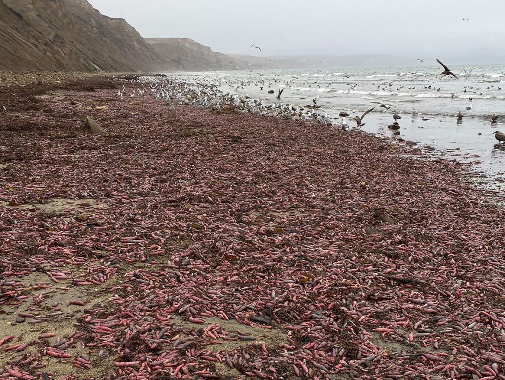 2019 no podia acabar melhor: centenas de peixes-pinto encalham em uma praia da Califrnia