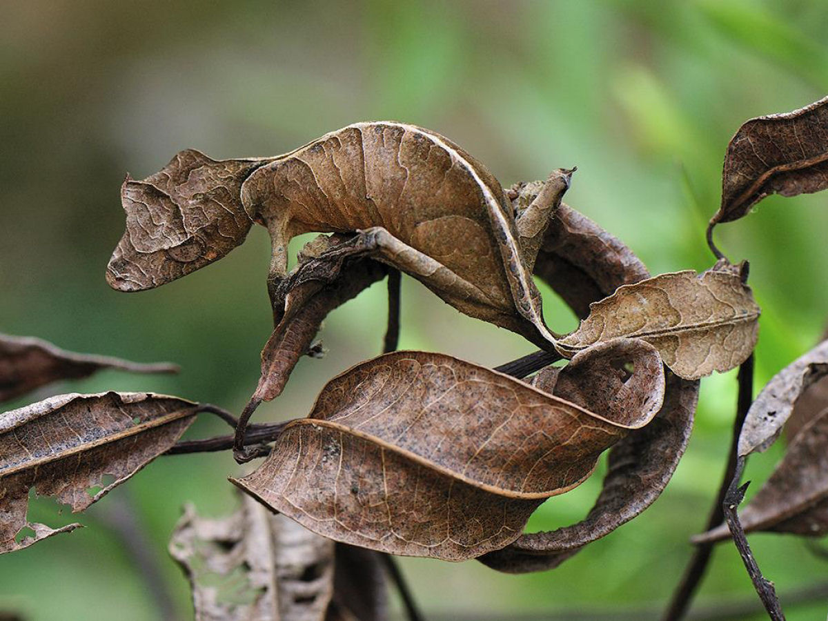 A lagartixa-de-cauda-folhada-satnica apresenta camuflagem surpreendente