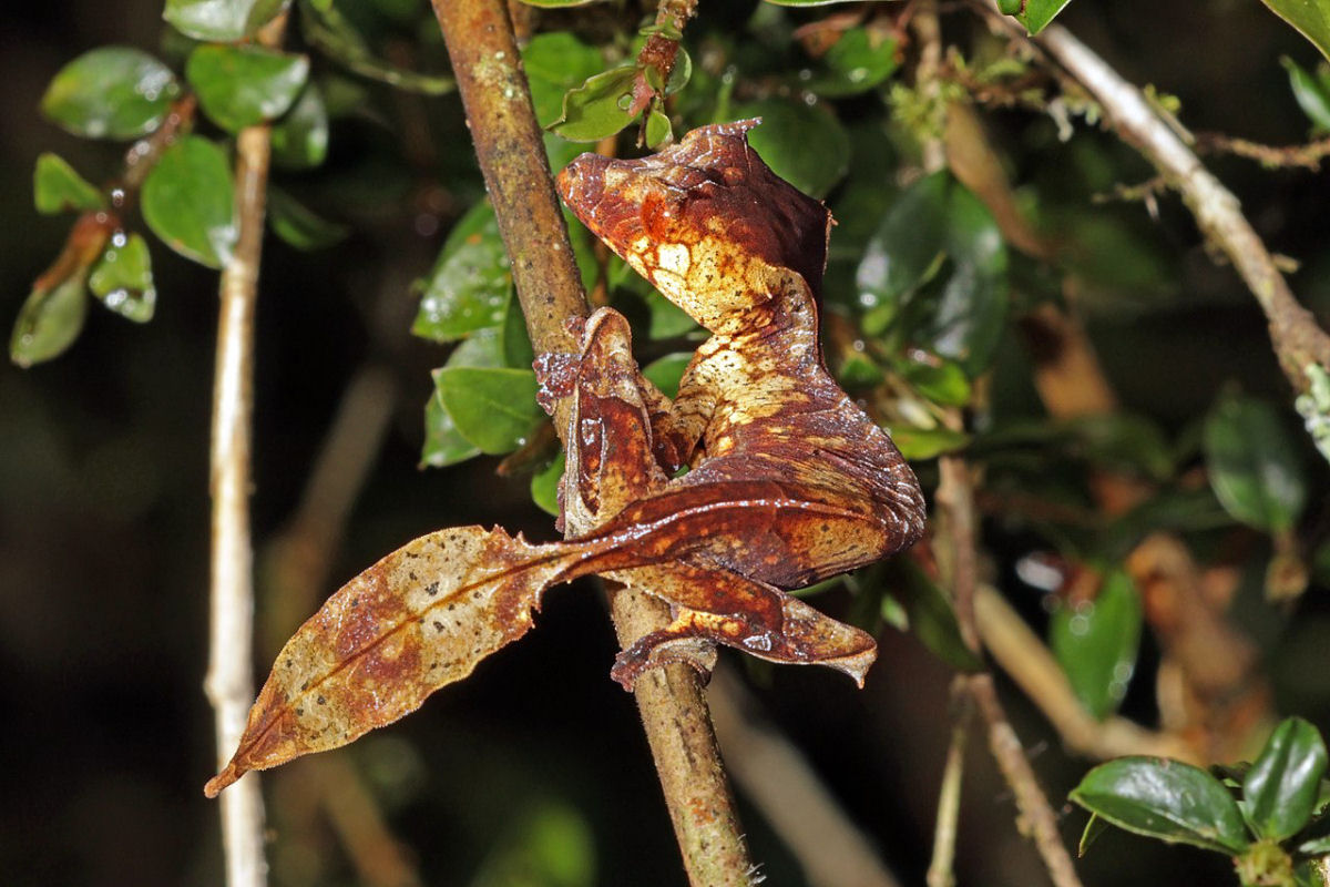 A lagartixa-de-cauda-folhada-satnica apresenta camuflagem surpreendente