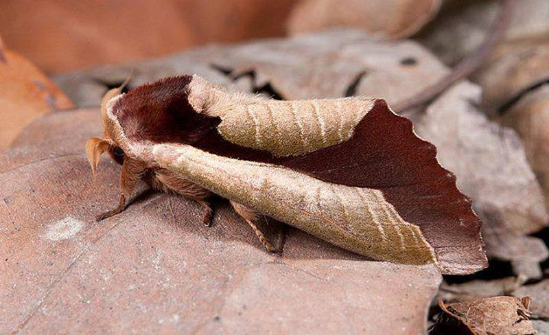 Esta folha morta  na verdade uma mariposa viva imitando uma folha morta