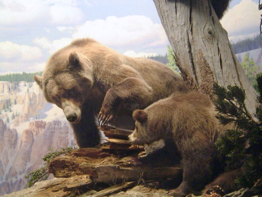 Pastores descobrem na Sibéria o primeiro corpo de um urso extinto faz 15.000 anos, completamente conservado