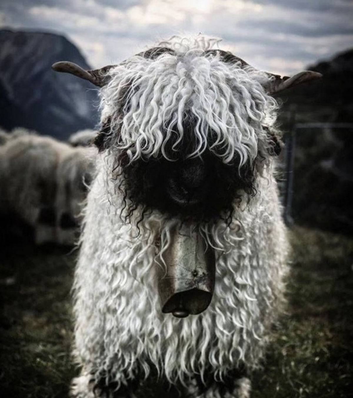 Como tosquiar um enorme carneiro Valais Blacknose?