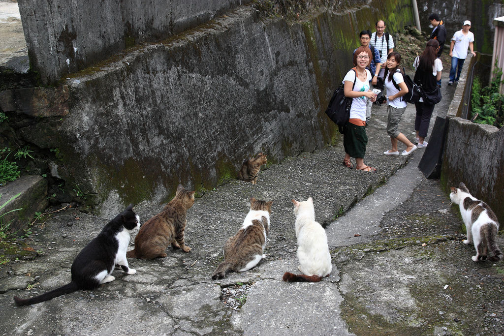 Vila dos Gatos de Houtong: como alguns poucos felinos salvaram uma comunidade