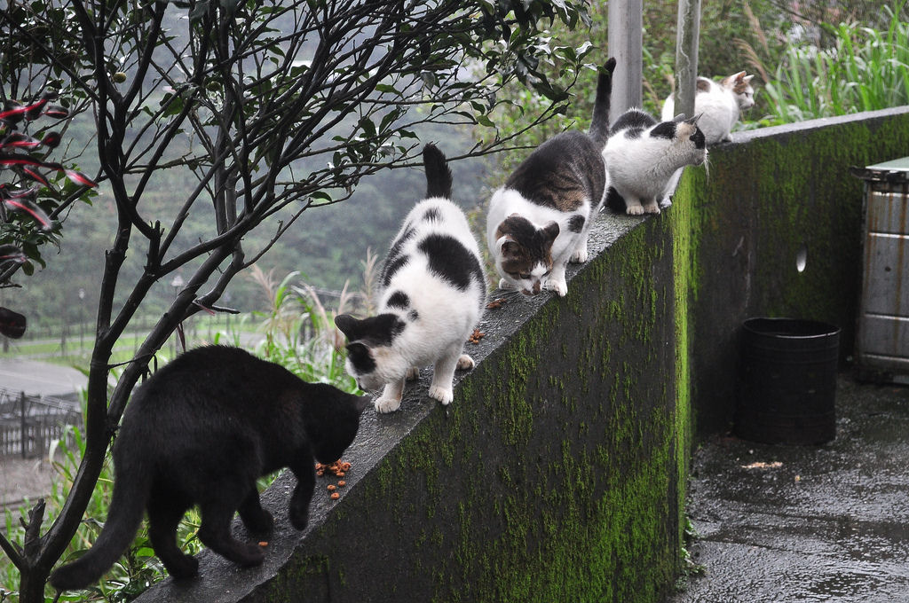 Vila dos Gatos de Houtong: como alguns poucos felinos salvaram uma comunidade