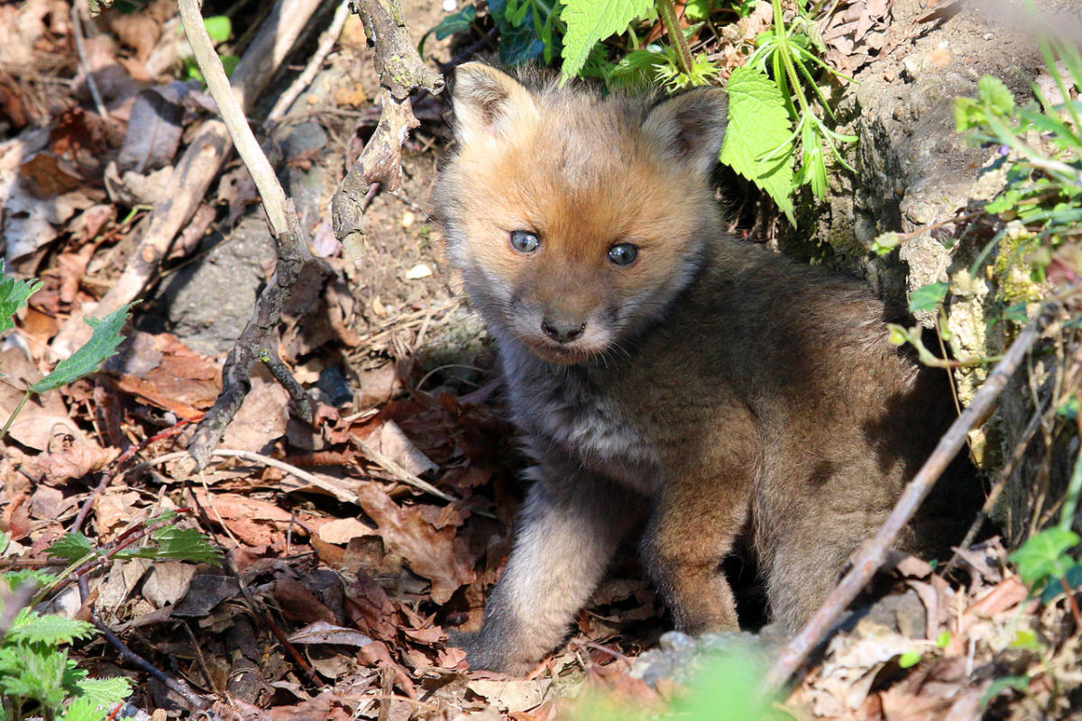 Por que a raposa-vermelha  um dos predadores mais engenhosos e versteis?