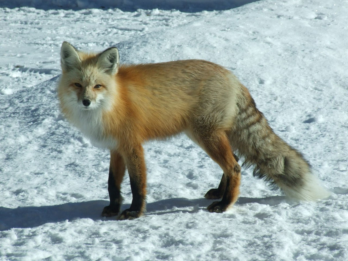 Por que a raposa-vermelha  um dos predadores mais engenhosos e versteis?
