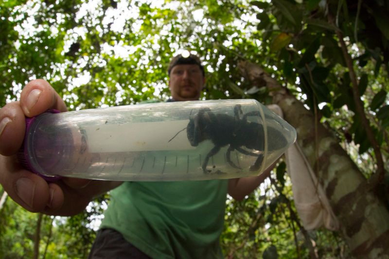 Pesquisadores reencontram a maior abelha do mundo, considerada extinta, e  enorme