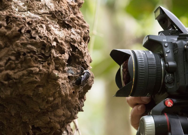 Pesquisadores reencontram a maior abelha do mundo, considerada extinta, e  enorme