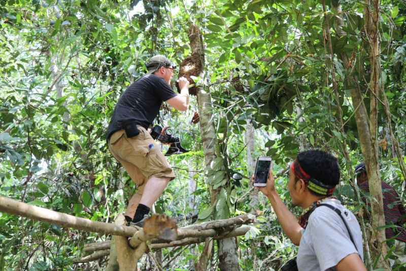 Pesquisadores reencontram a maior abelha do mundo, considerada extinta, e  enorme