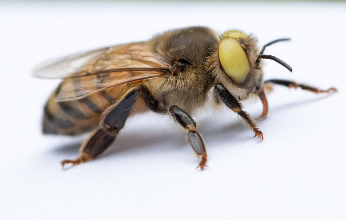 Esta abelha mutante rara é tanto masculina quanto feminina