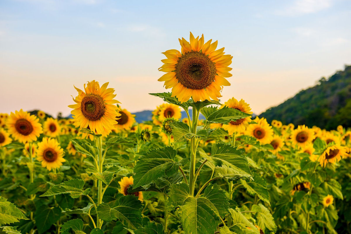 Por que os girassis ficam sempre de frente para o sol?