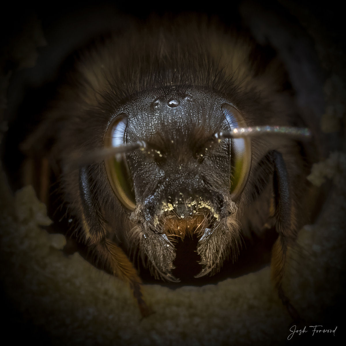 Retratos em close-up evidenciam os traços especialmente diversos das abelhas