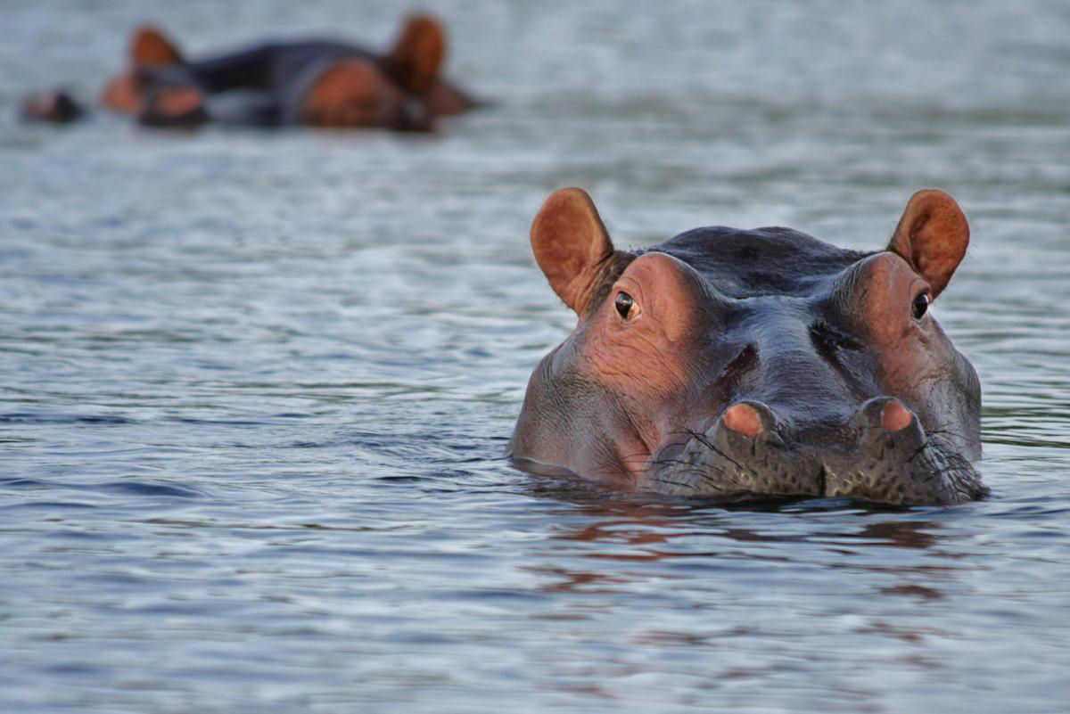 O grave problema ambiental que estão causando os hipopótamos levados a Colômbia por Pablo Escobar