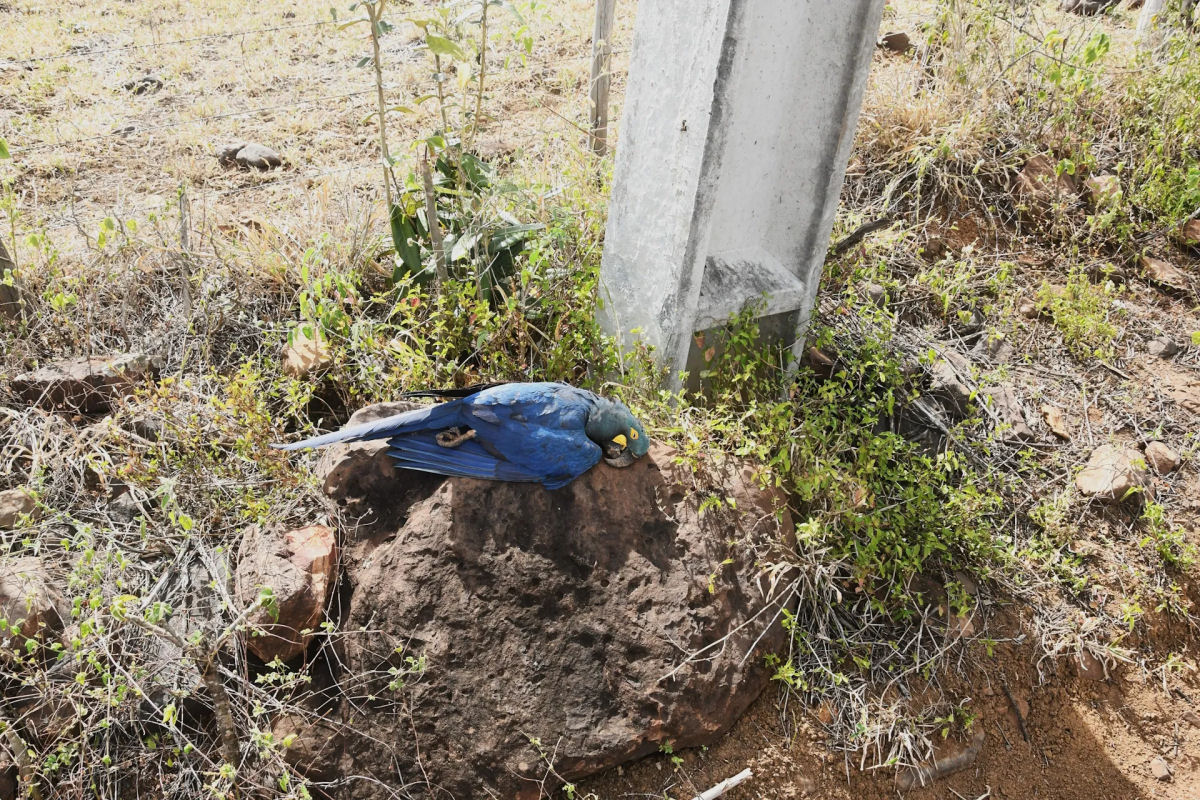 Por que os pssaros pousam em linhas de alta tenso e no so torrados?