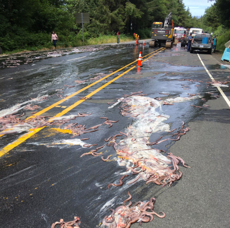 Isto  o que acontece quando um caminho cheio de peixes-bruxa tomba ao seu lado na estrada 05