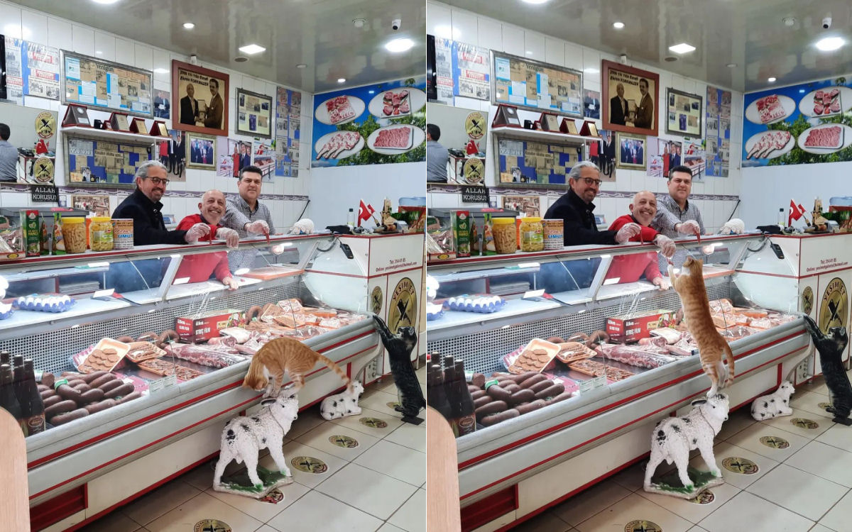Açougueiros turcos gentis dão a animais de rua um deleite saboroso