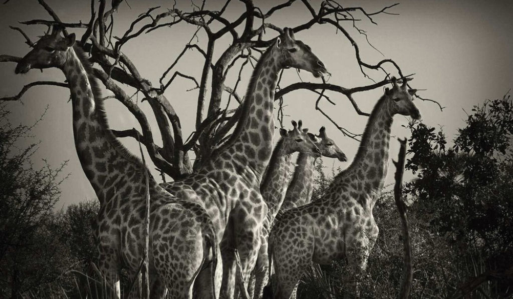 O lado colorido da África selvagem por Alex Bernasconi 06